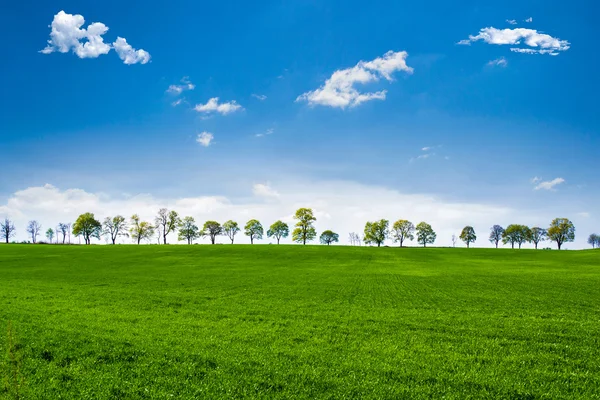 Green fields with trees — Stock Photo, Image