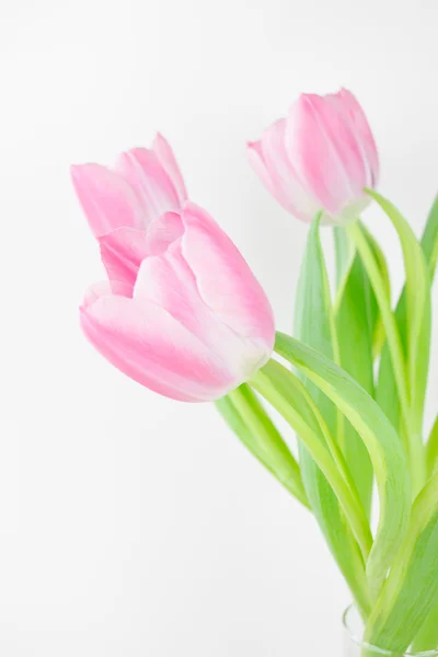 Tres tulipanes rosados — Foto de Stock