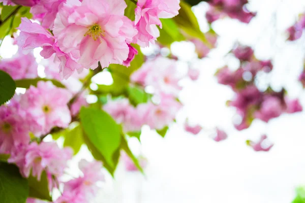 Roz floare — Fotografie, imagine de stoc