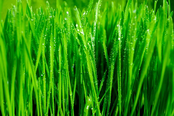 Stock image Wet grass