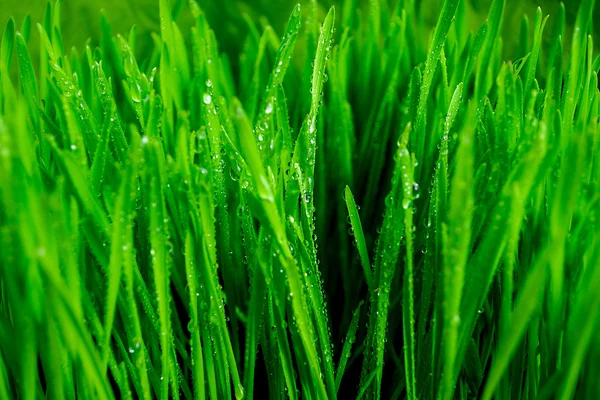 stock image Wet grass