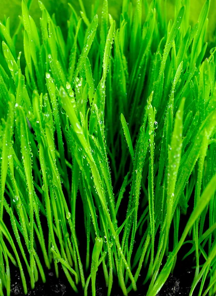 Wet grass — Stock Photo, Image