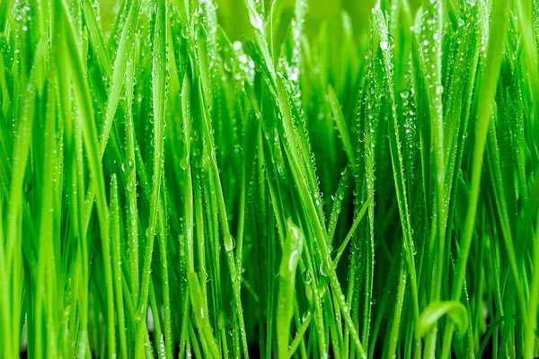 stock image Wet grass