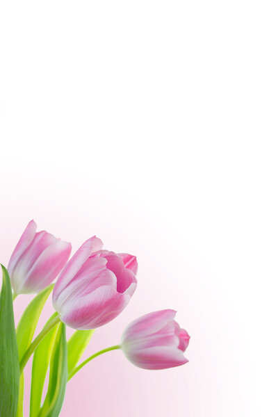 Pink tulips with white and pink background