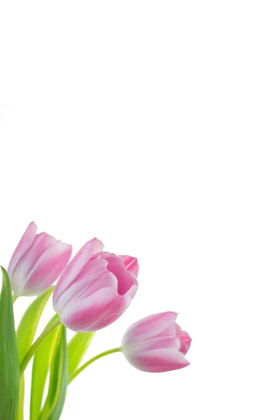 Růžové tulipány Royalty Free Stock Obrázky
