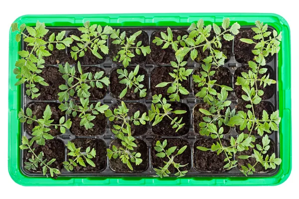 Piantine di pomodoro in vaschetta di germinazione — Foto Stock