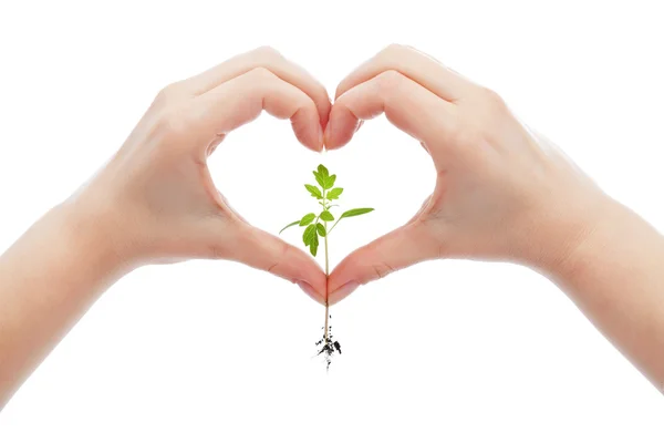 Love and protect nature and life — Stock Photo, Image