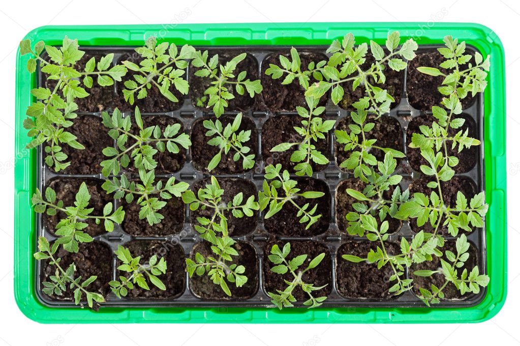 Tomato seedlings in germination tray — Stock Photo © lightkeeper #10215803
