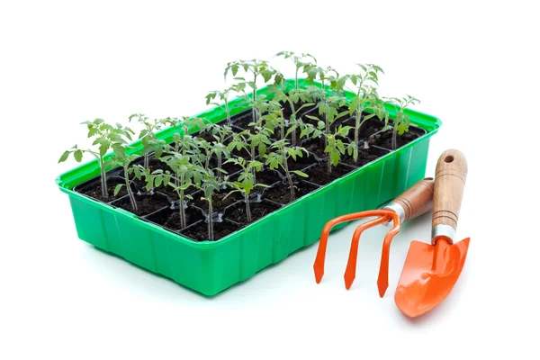 Seedlings and gardening utensils — Stock Photo, Image