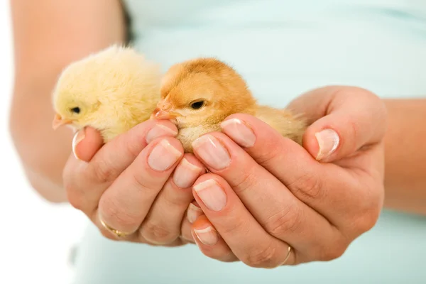 Pollos de primavera en mano de mujer — Foto de Stock
