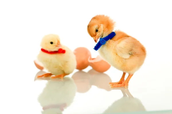 Small fluffy chicks on reflective surface — Stock Photo, Image