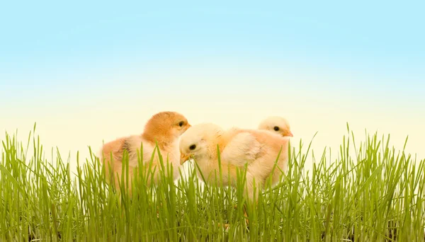 Spring chicken in the grass — Stock Photo, Image