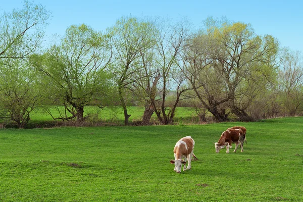 Vacas que pastam livres — Fotografia de Stock