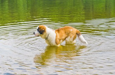 Saint bernard köpeği su