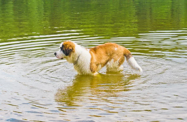 Saint Bernard Dog in Water — Stock Photo, Image