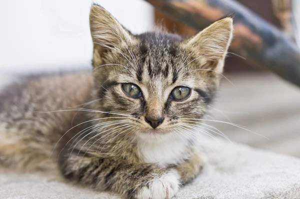 stock image Cute Tabby Kitten