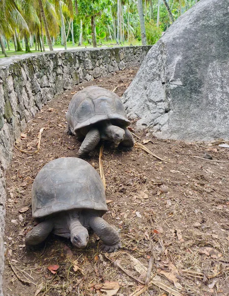 Dvě obří želvy Seychely — Stock fotografie