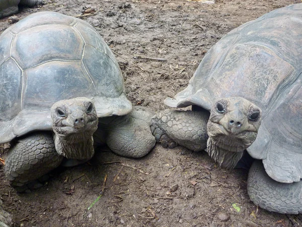 Dos tortugas gigantes de Seychelles —  Fotos de Stock