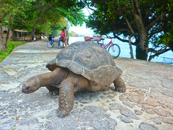 Una tartaruga gigante delle Seychelles — Foto Stock
