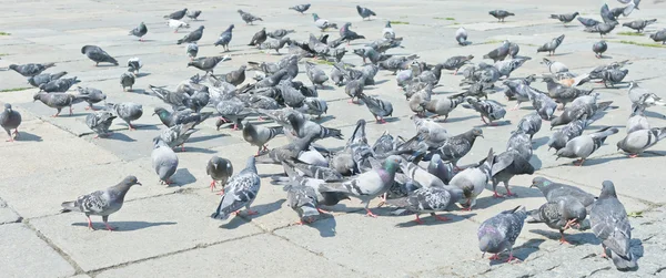 Pigeons on city street — Stock Photo, Image