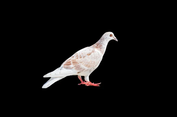 One white-brown pigeon isolated — Stock Photo, Image