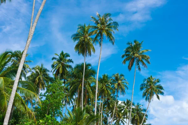 Palmen op onbewoond eiland — Stockfoto
