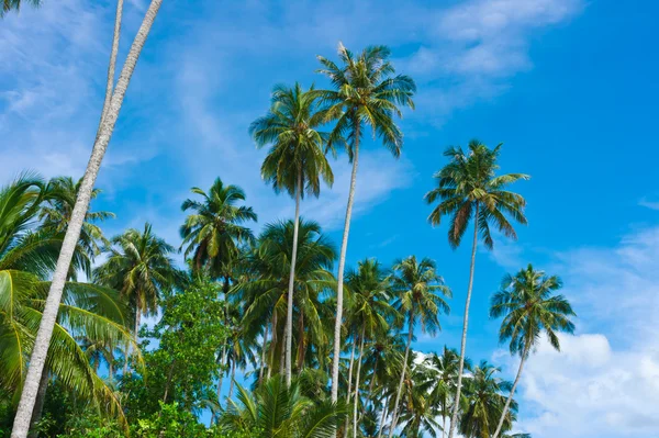 Palmeras en isla desierta —  Fotos de Stock