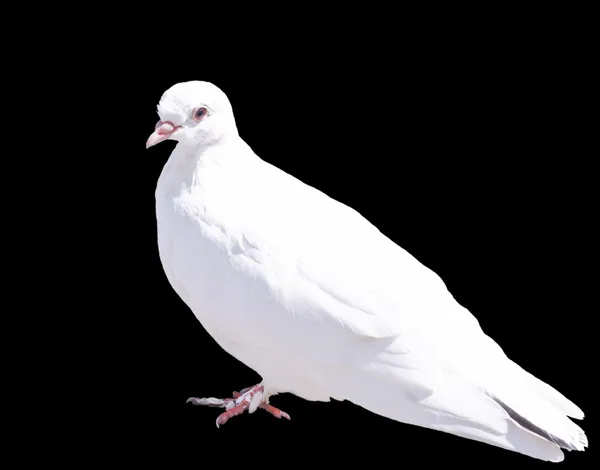 stock image One White Dove Isolated