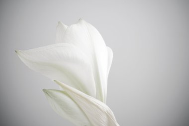 Beyaz nergis zambağı çiçek desaturate