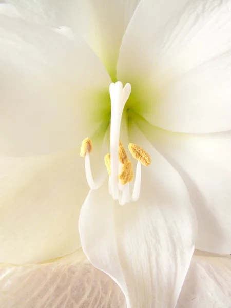 White amaryllis flower — Stock Photo, Image