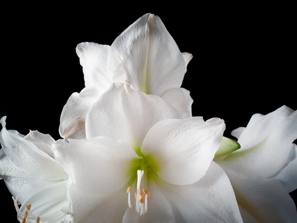 Flor amarílica branca — Fotografia de Stock