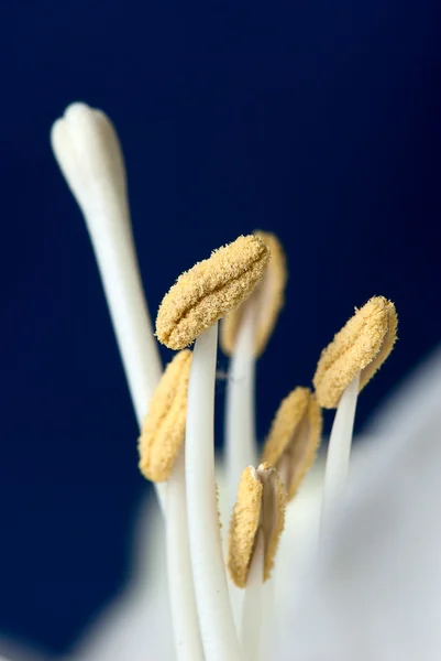 Witte amaryllis bloem — Stockfoto