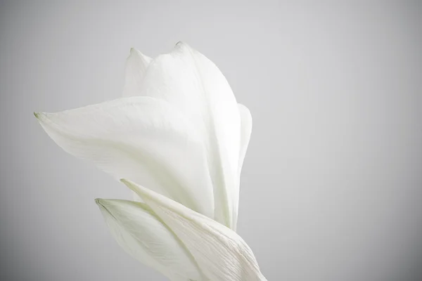 stock image White amaryllis flower desaturate