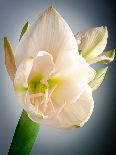 White amaryllis — Stock Photo, Image