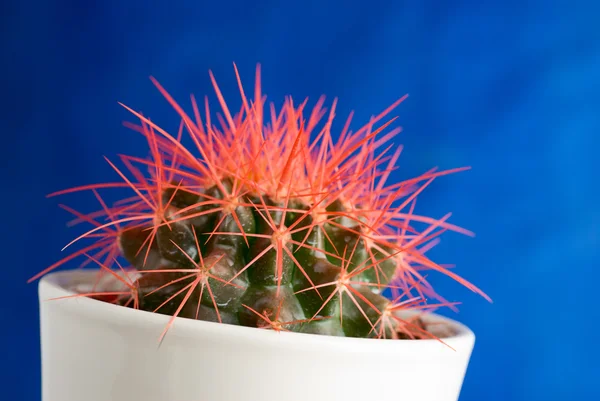 Espinas rojas de cactus —  Fotos de Stock