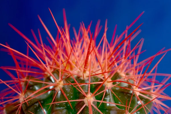Kaktus rote Dornen — Stockfoto