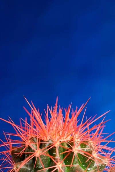 Cactus röda törnen — Stockfoto