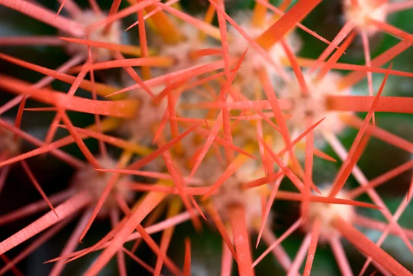 Kaktus rote Dornen — Stockfoto
