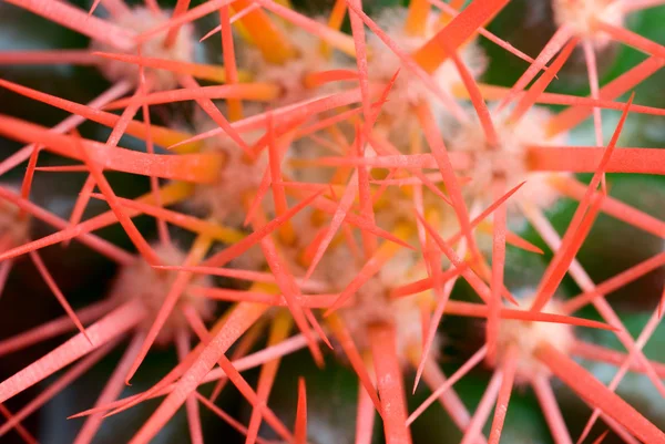 Cactus röda törnen — Stockfoto