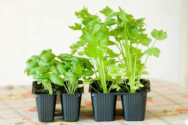 stock image Basil and zucchini plants