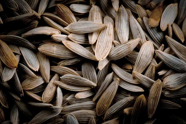 Nasiona sałaty — Zdjęcie stockowe