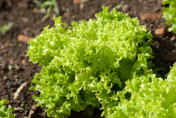 Groene krullend salade — Stockfoto