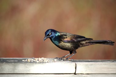 ortak grackle