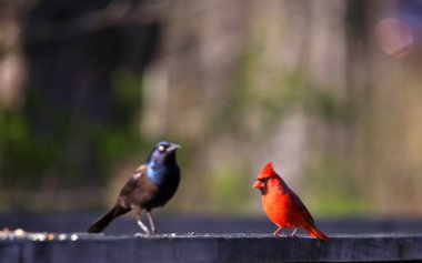 Kardinal ve ortak grackle