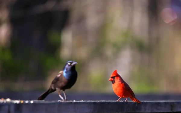 Kardinal ve ortak grackle — Stok fotoğraf