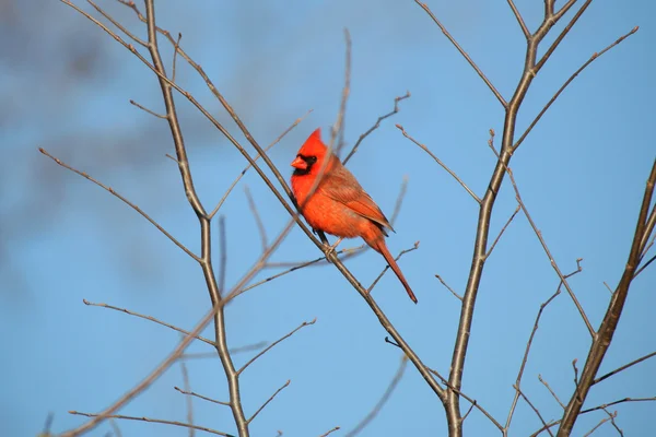 Uccello cardinale maschio — Foto Stock