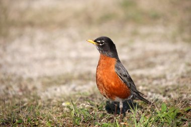 Small Robin bird clipart