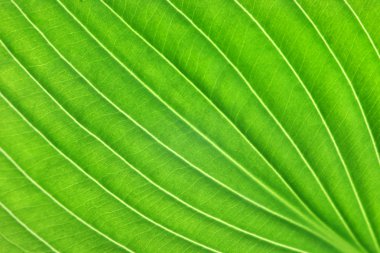 Green leaf background clipart