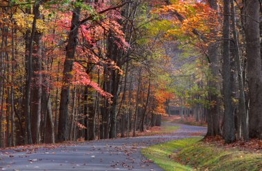 Scenic autumn drive clipart