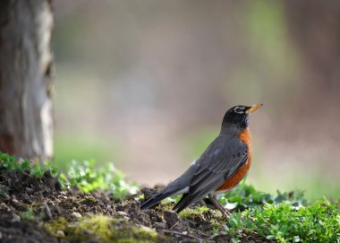 Robin bird clipart